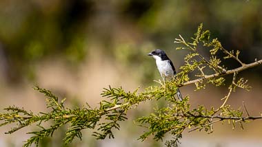 Phelwana Game Lodge - Bird Watching